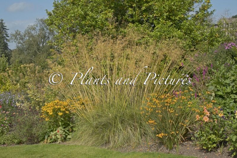 Stipa gigantea