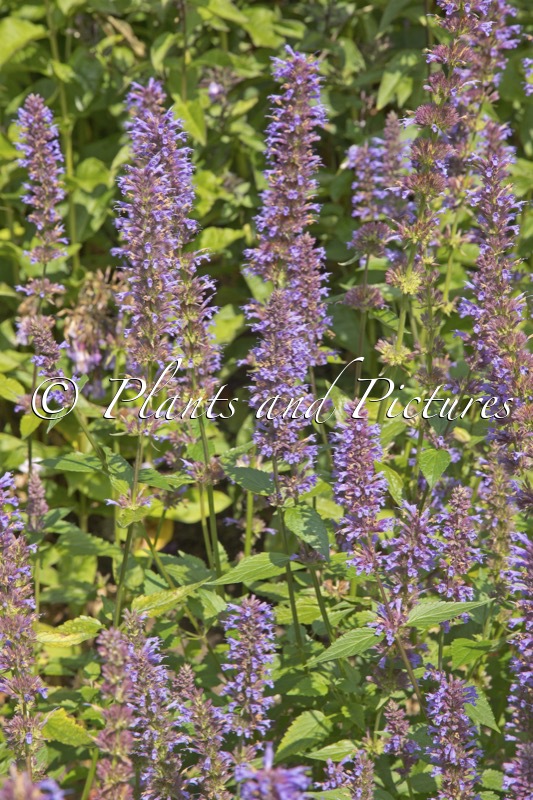 Agastache ‘Purple Haze’