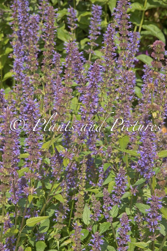 Agastache ‘Purple Haze’