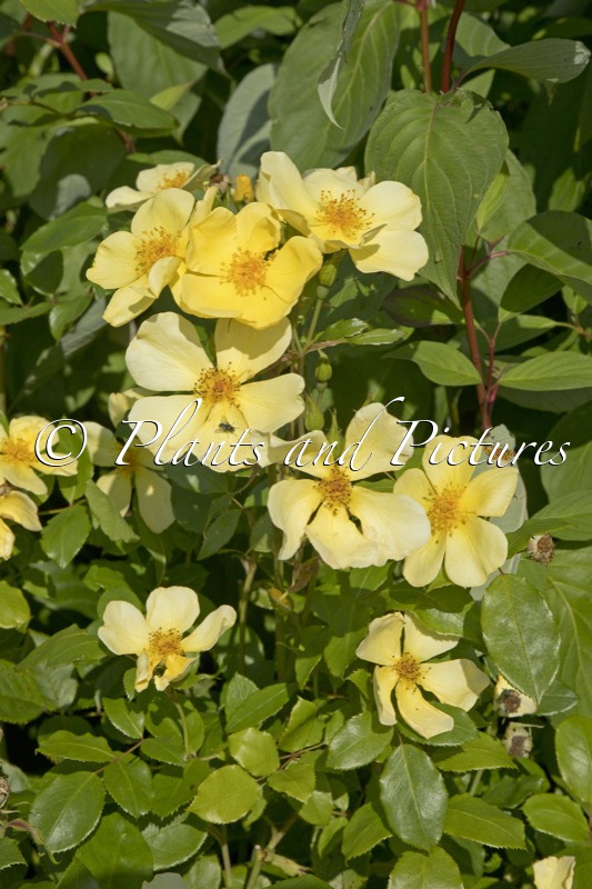 Rosa ‘Auscartoon’ (TOTTERING-BY-GENTLY)