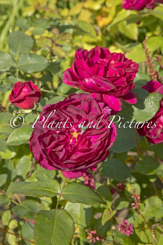 Rosa ‘Ausdecorum’ (DARCEY BUSSELL)