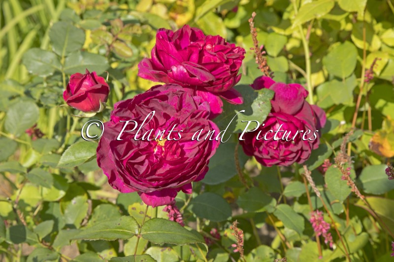 Rosa ‘Ausdecorum’ (DARCEY BUSSELL)