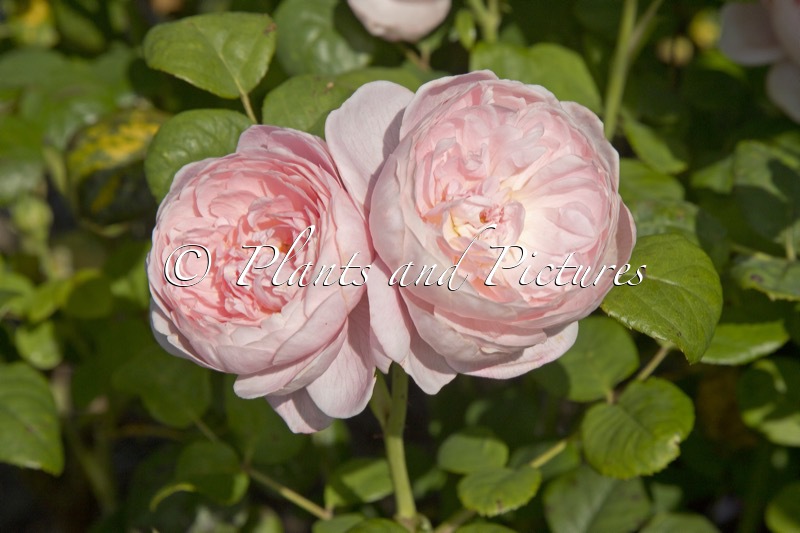 Rosa ‘Austiger’ (QUEEN OF SWEDEN)