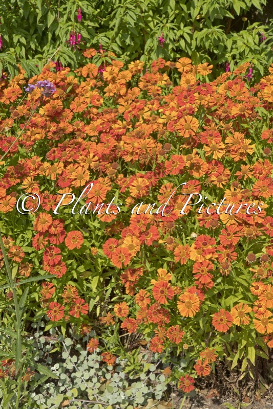 Helenium ‘Little Orange’