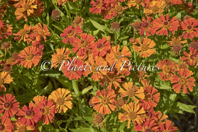 Helenium ‘Little Orange’