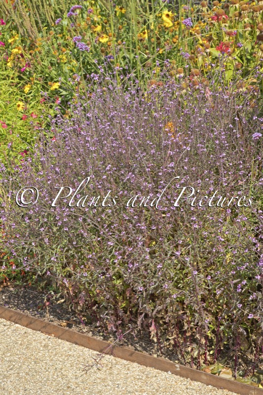 Verbena officinalis ‘Bampton’