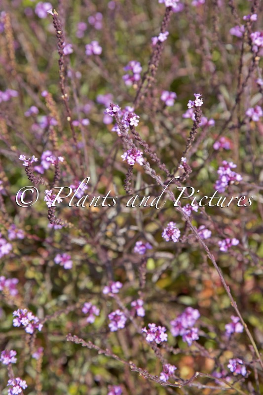 Verbena officinalis ‘Bampton’