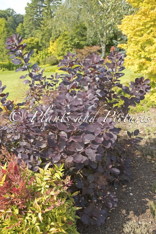 Cotinus coggygria ‘Lilla’
