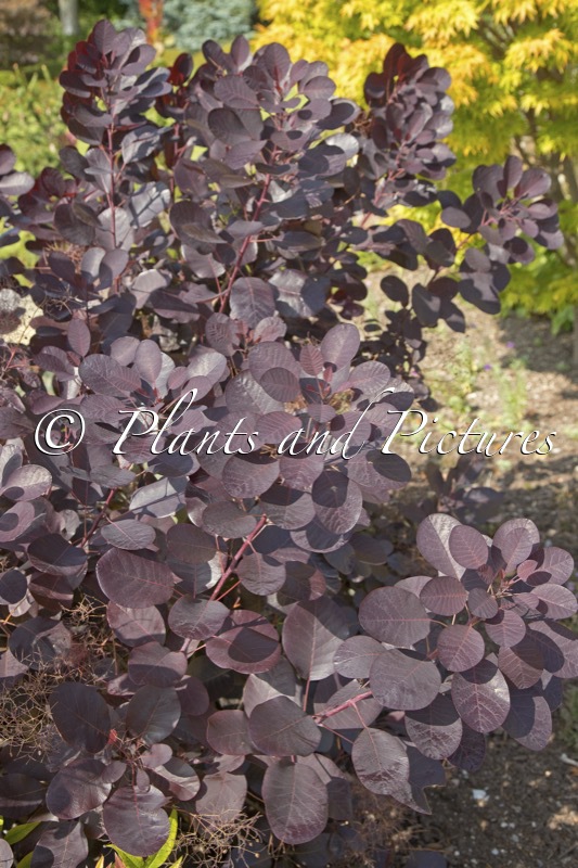 Cotinus coggygria ‘Lilla’