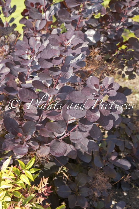 Cotinus coggygria ‘Lilla’