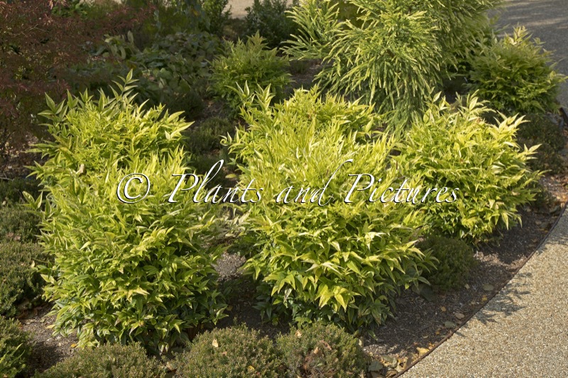 Nandina domestica ‘Lemlim’ (MAGICAL LEMON & LIME)