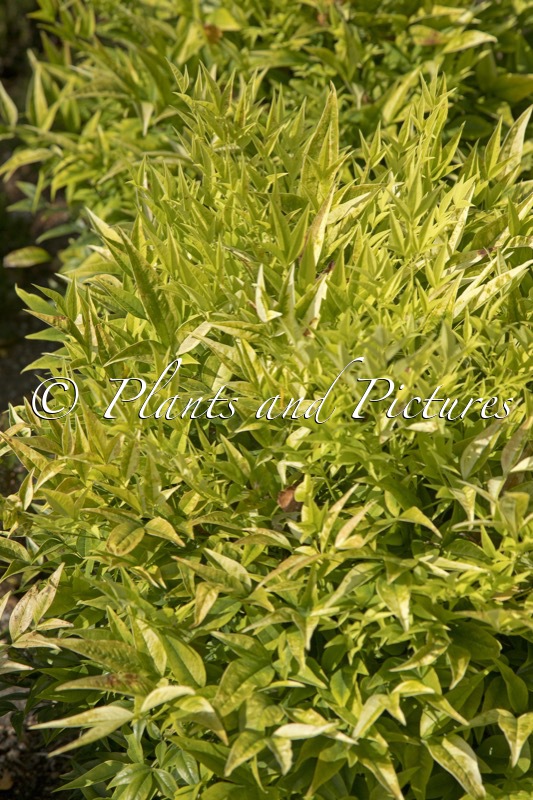 Nandina domestica ‘Lemlim’ (MAGICAL LEMON & LIME)