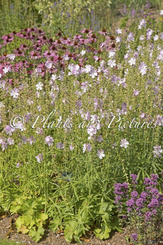 Sidalcea ‘Elsie Heugh’
