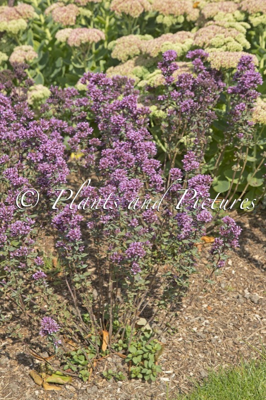 Origanum laevigatum ‘Herrenhausen’