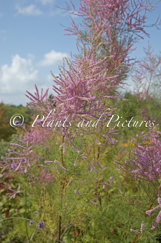 Tamarix ramosissima ‘Pink Cascade’