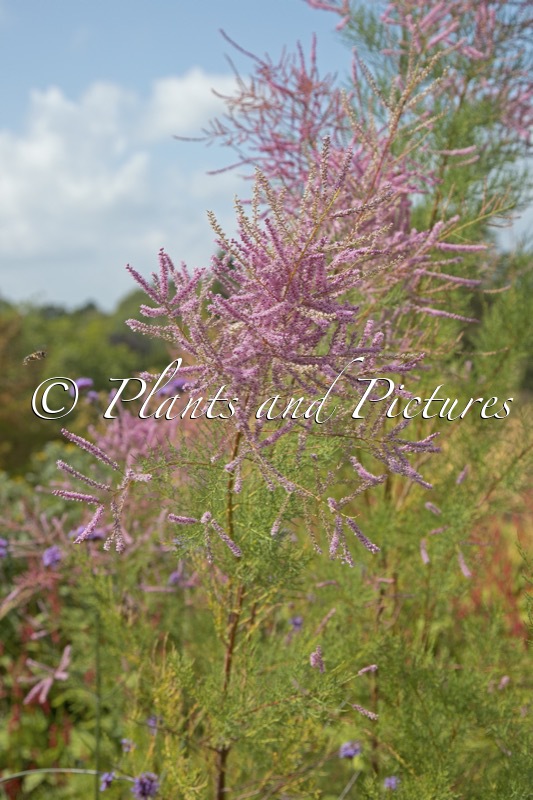 Tamarix ramosissima ‘Pink Cascade’