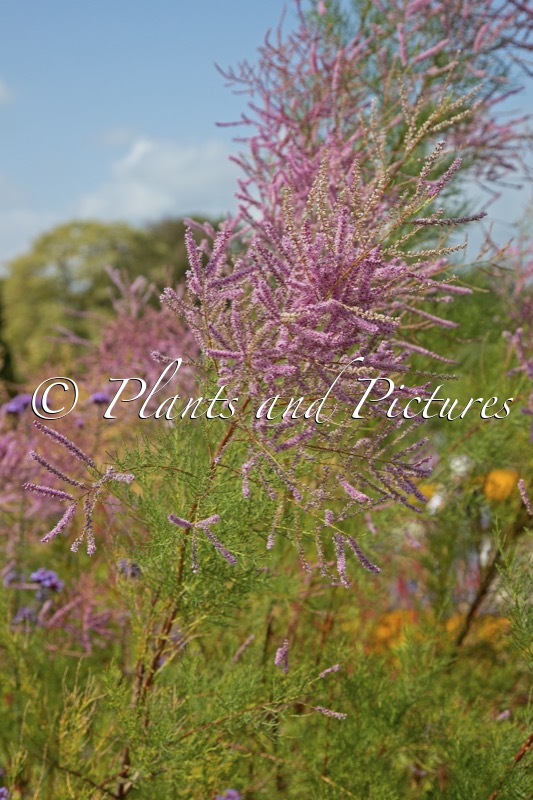 Tamarix ramosissima ‘Pink Cascade’
