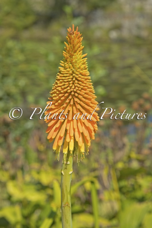 Kniphofia linearifolia