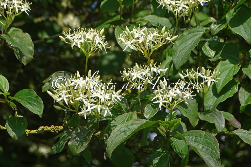 Cornus controversa