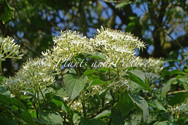 Cornus controversa