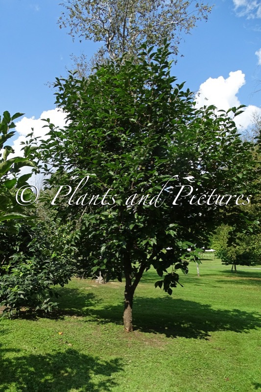 Diospyros kaki ‘Vaniglia’