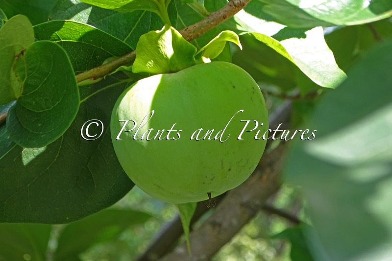 Diospyros kaki ‘Vaniglia’