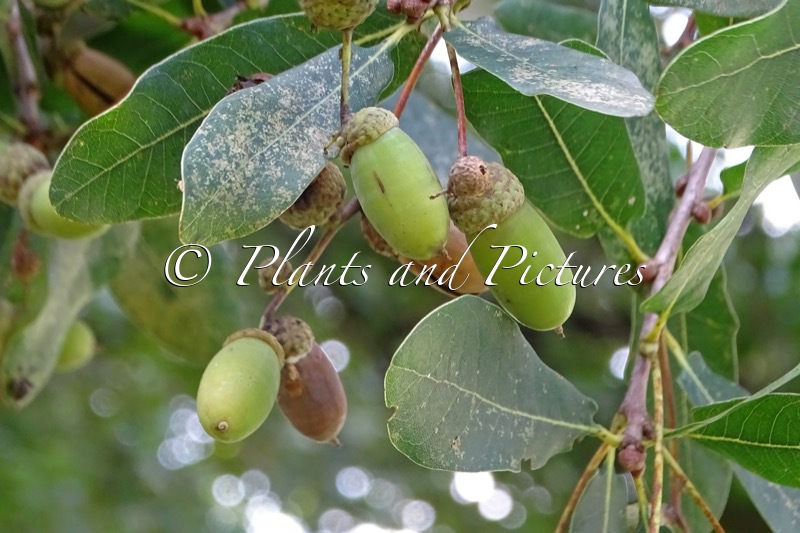Quercus robur ‘Salicifolia’