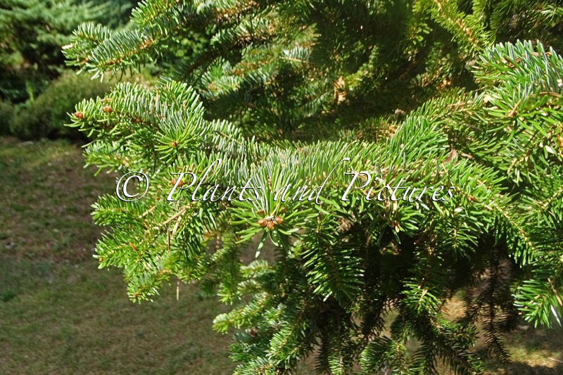 Abies cephalonica