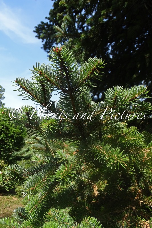 Abies cephalonica