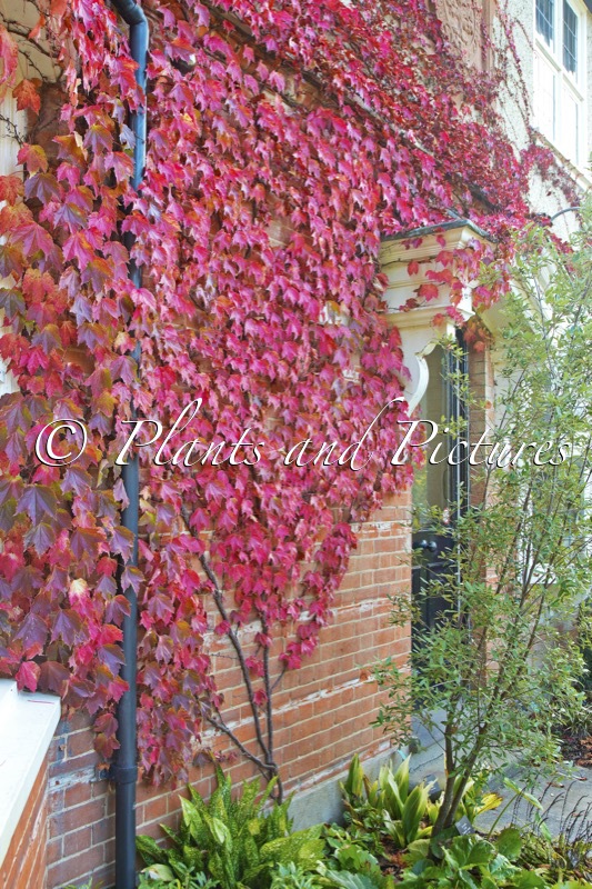 Parthenocissus tricuspidata ‘Lowii’