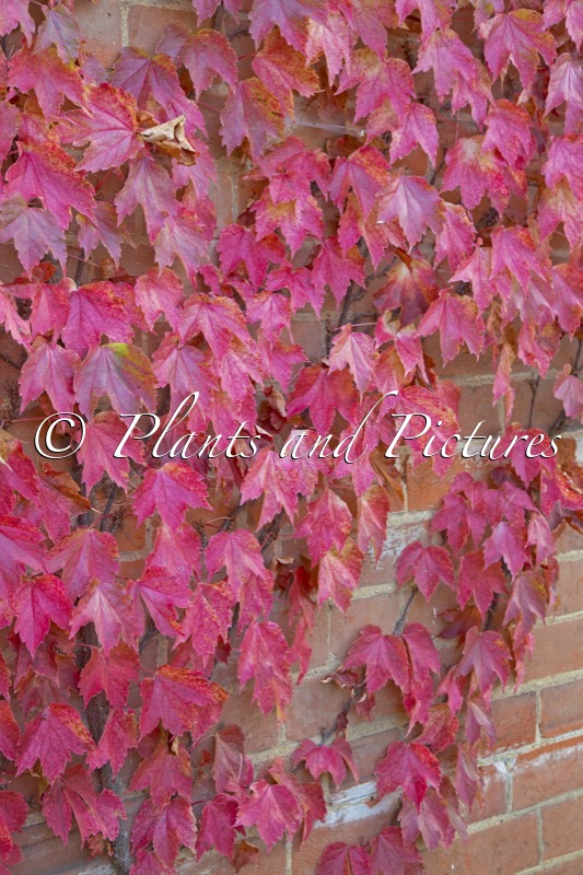 Parthenocissus tricuspidata ‘Lowii’