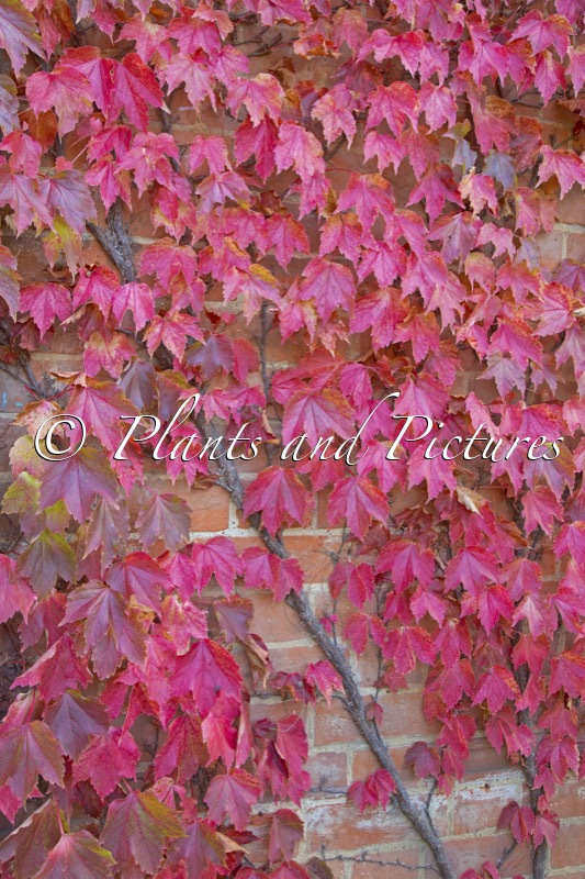 Parthenocissus tricuspidata ‘Lowii’