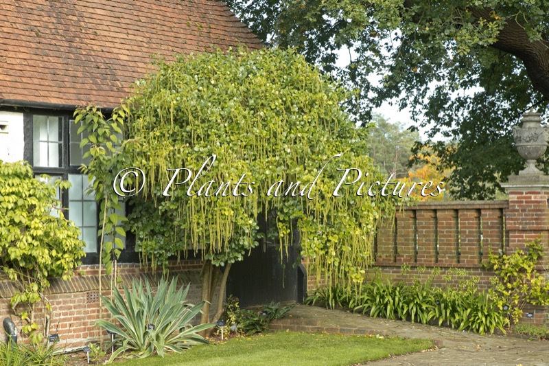 Itea ilicifolia