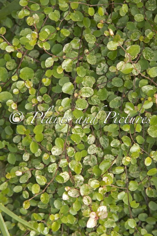 Muehlenbeckia complexa ‘Variegata’