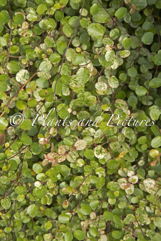 Muehlenbeckia complexa ‘Variegata’