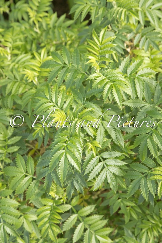 Melianthus comosus