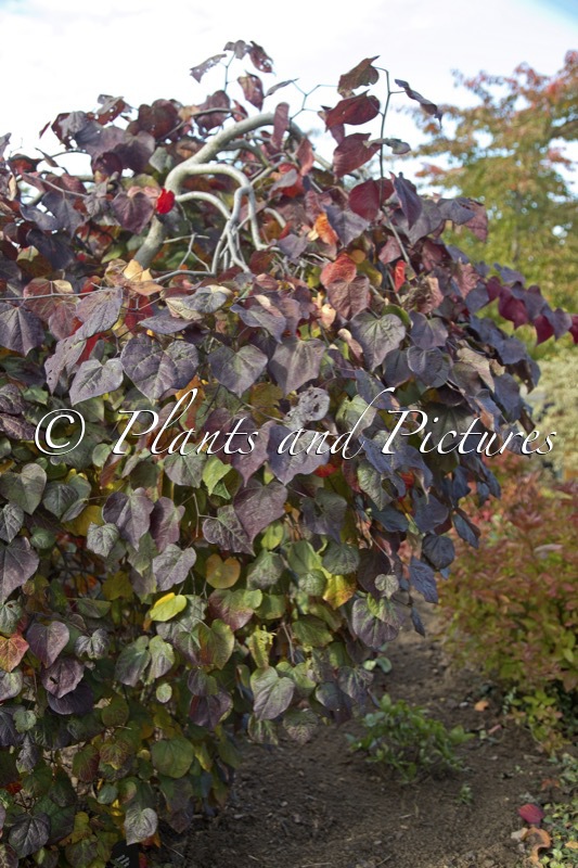 Cercis canadensis ‘Ruby Falls’