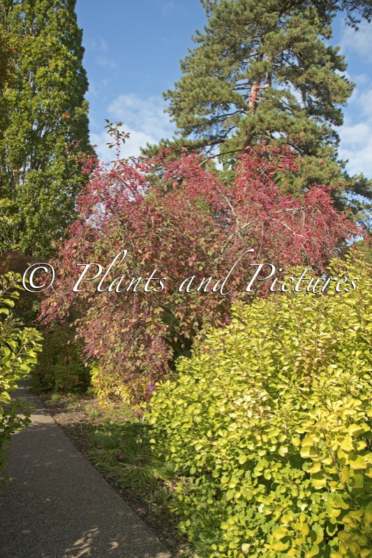 Euonymus europaeus ‘Red Cascade’