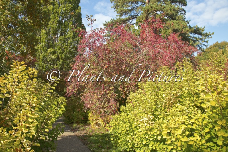 Euonymus europaeus ‘Red Cascade’