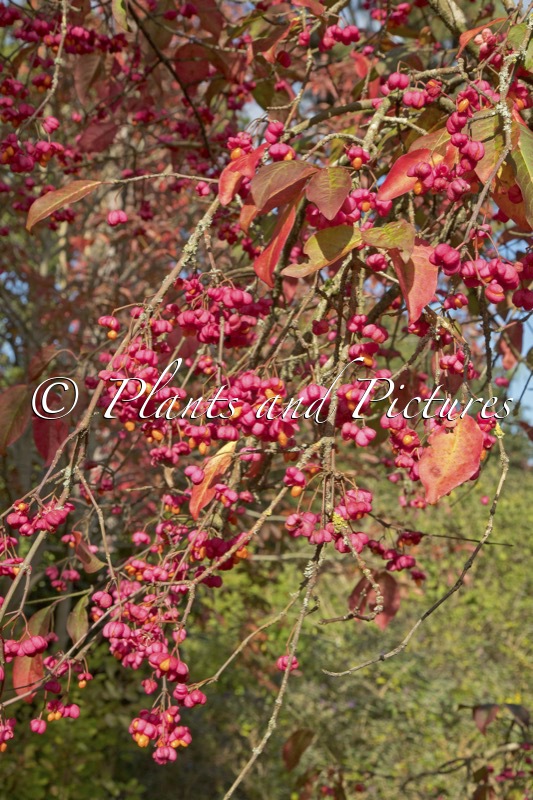 Euonymus europaeus ‘Red Cascade’