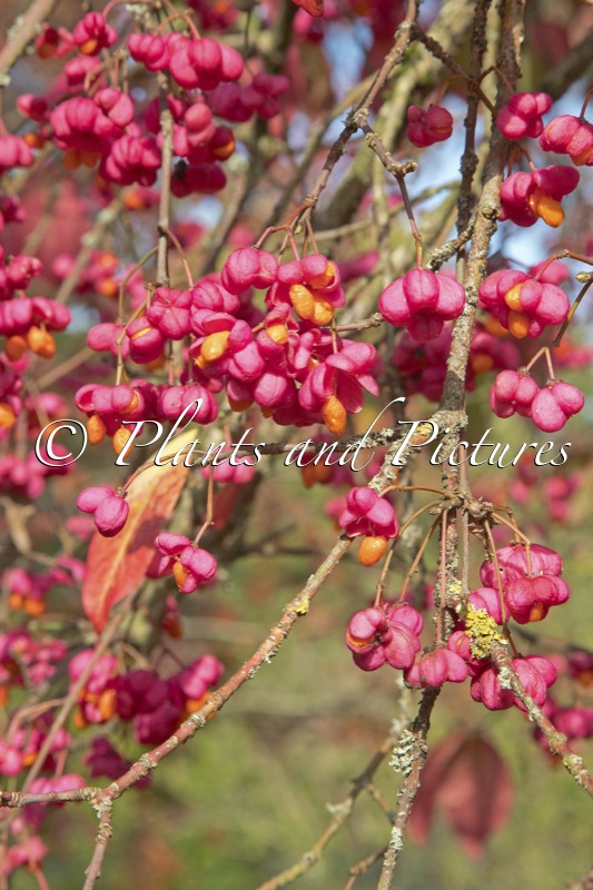 Euonymus europaeus ‘Red Cascade’
