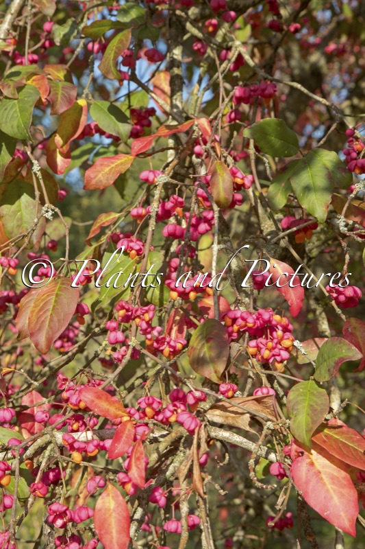 Euonymus europaeus ‘Red Cascade’