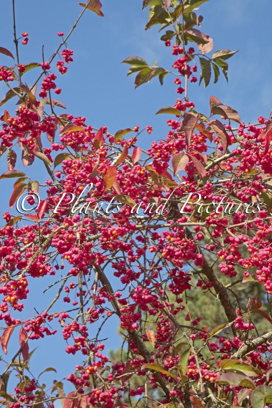 Euonymus europaeus ‘Red Cascade’