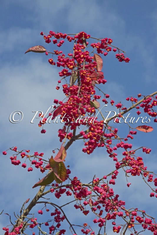 Euonymus europaeus ‘Red Cascade’