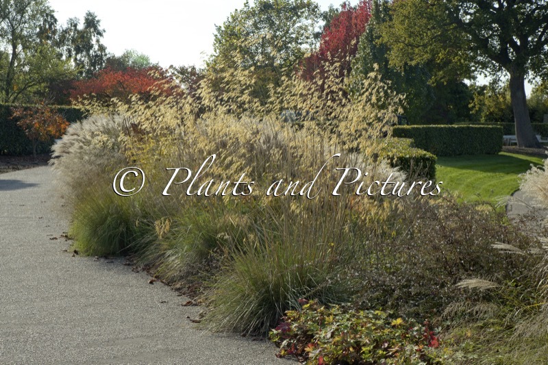 Stipa gigantea