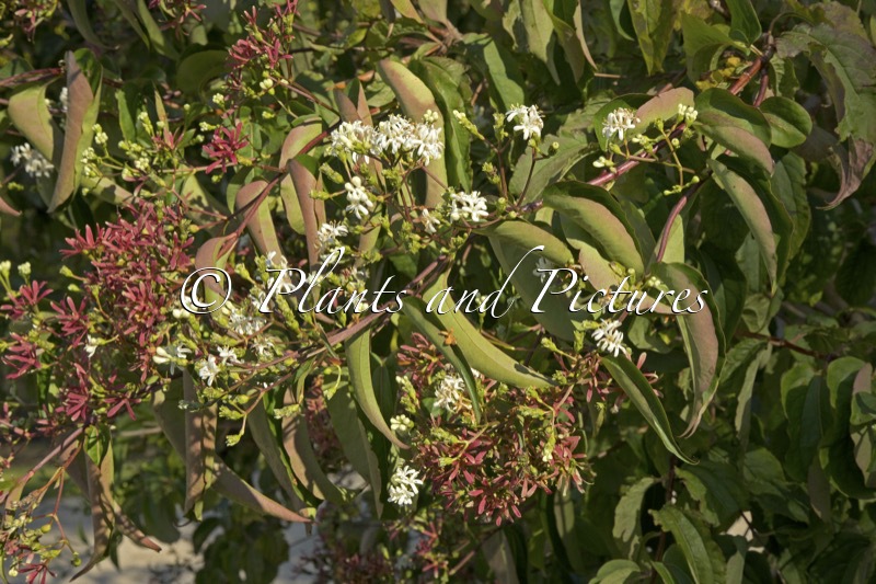 Heptacodium miconioides
