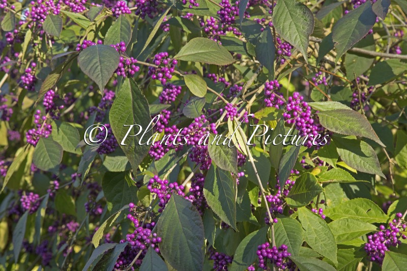 Callicarpa bodinieri ‘Profusion’