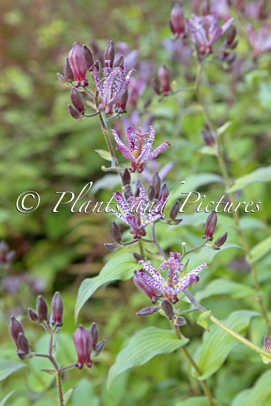 Tricyrtis hirta ‘Taiwan Atrianne’
