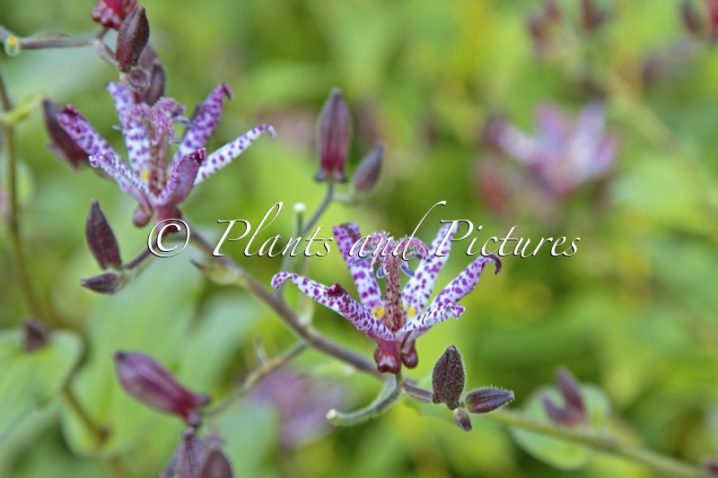 Tricyrtis hirta ‘Taiwan Atrianne’