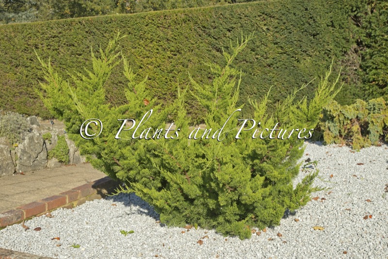 Juniperus chinensis ‘Kaizuka’